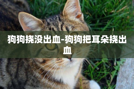 狗狗撓沒出血-狗狗把耳朵撓出血