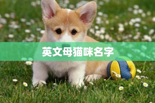 英文母貓咪名字