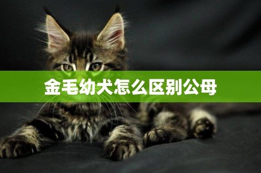 金毛幼犬怎么區別公母
