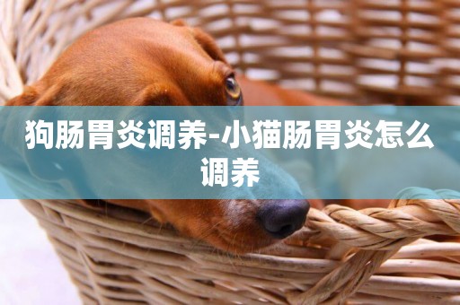 狗腸胃炎調養-小貓腸胃炎怎么調養