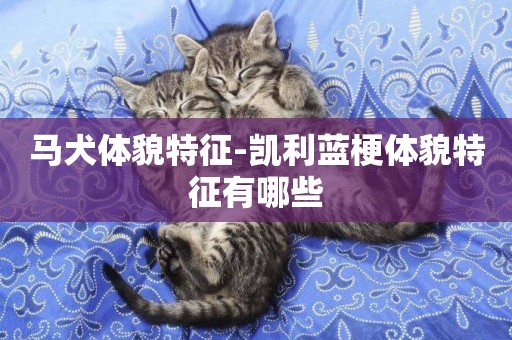 馬犬體貌特征-凱利藍梗體貌特征有哪些