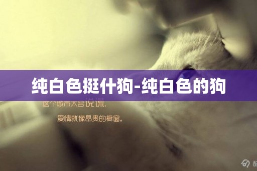 純白色挺什狗-純白色的狗