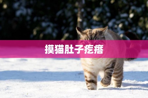 摸貓肚子疙瘩