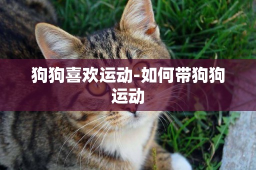 狗狗喜歡運動-如何帶狗狗運動