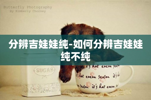 分辨吉娃娃純-如何分辨吉娃娃純不純