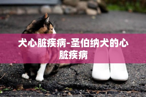 犬心臟疾病-圣伯納犬的心臟疾病