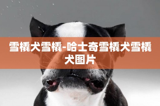 雪橇犬雪橇-哈士奇雪橇犬雪橇犬圖片