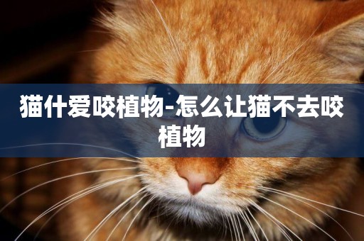 貓什愛咬植物-怎么讓貓不去咬植物