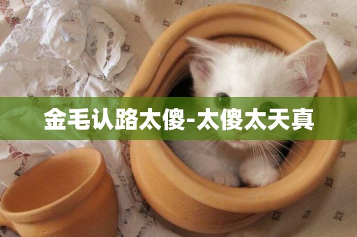 金毛認路太傻-太傻太天真