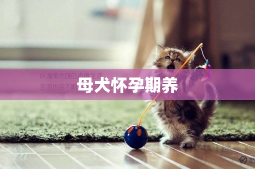 母犬懷孕期養