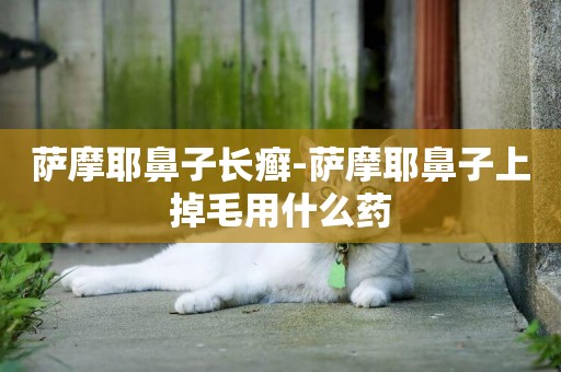 薩摩耶鼻子長癬-薩摩耶鼻子上掉毛用什么藥
