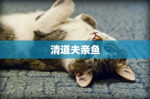 清道夫親魚