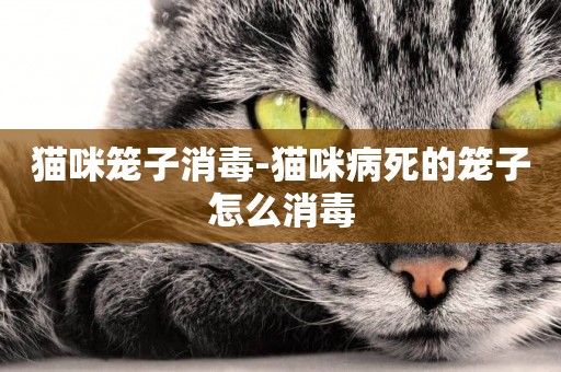 貓咪籠子消毒-貓咪病死的籠子怎么消毒