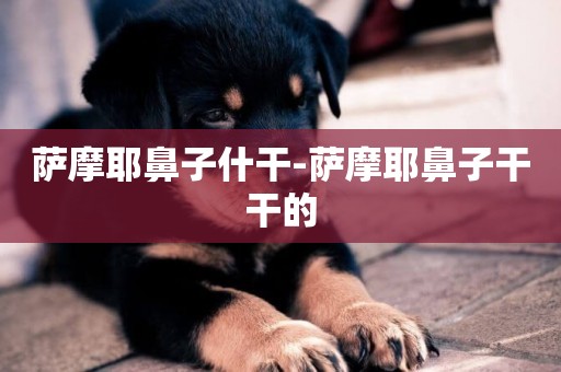 薩摩耶鼻子什干-薩摩耶鼻子干干的