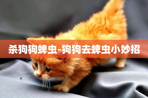 殺狗狗蜱蟲-狗狗去蜱蟲小妙招