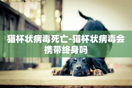 貓杯狀病毒死亡-貓杯狀病毒會攜帶終身嗎
