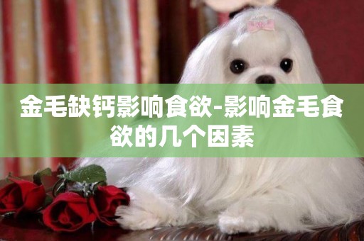 金毛缺鈣影響食欲-影響金毛食欲的幾個因素