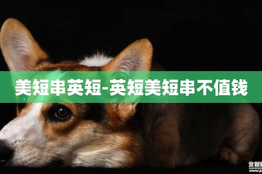 美短串英短-英短美短串不值錢