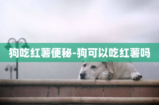狗吃紅薯便秘-狗可以吃紅薯嗎