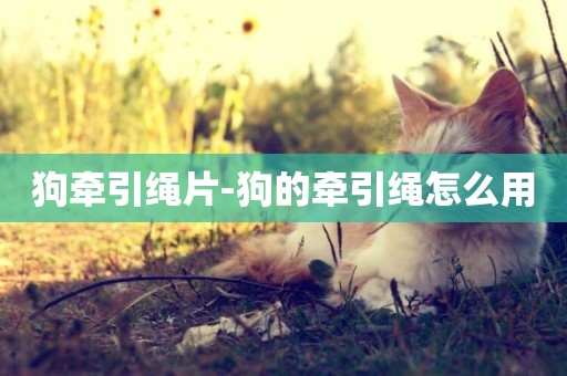 狗牽引繩片-狗的牽引繩怎么用