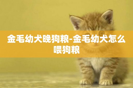 金毛幼犬晚狗糧-金毛幼犬怎么喂狗糧