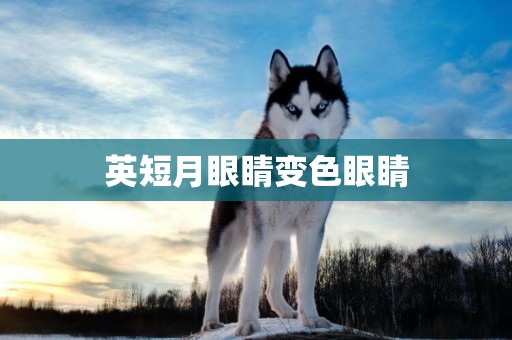 英短月眼睛變色眼睛