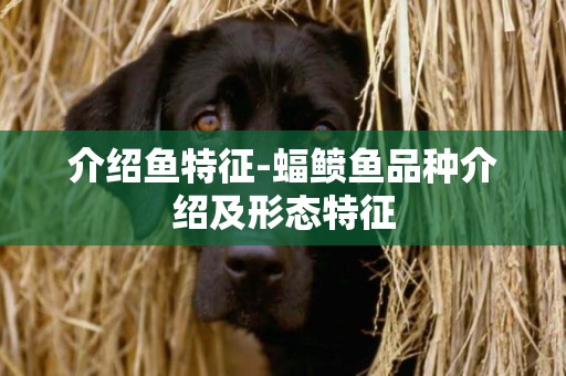 介紹魚特征-蝠鲼魚品種介紹及形態特征