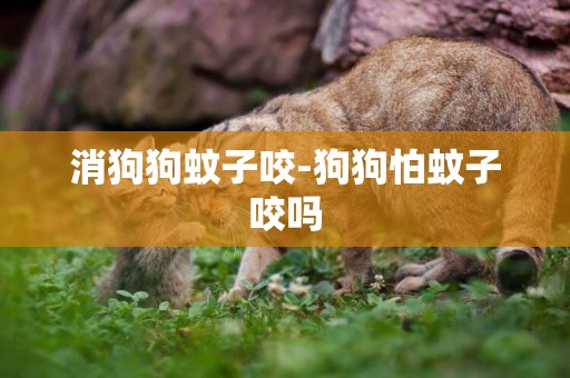消狗狗蚊子咬-狗狗怕蚊子咬嗎