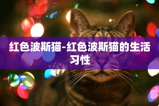紅色波斯貓-紅色波斯貓的生活習性