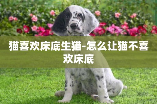貓喜歡床底生貓-怎么讓貓不喜歡床底