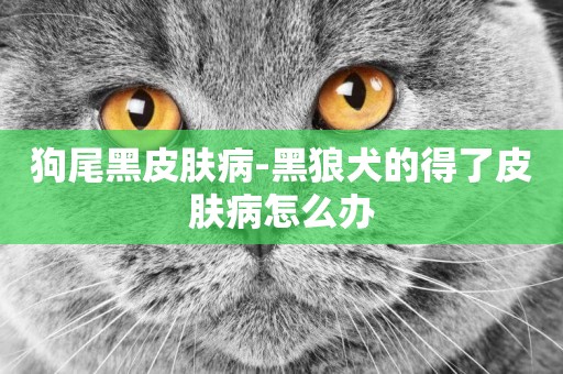 狗尾黑皮膚病-黑狼犬的得了皮膚病怎么辦