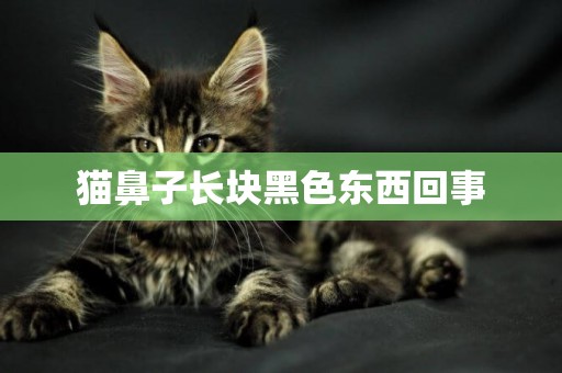 貓鼻子長塊黑色東西回事