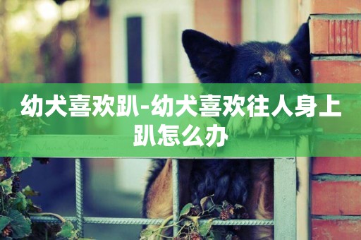 幼犬喜歡趴-幼犬喜歡往人身上趴怎么辦