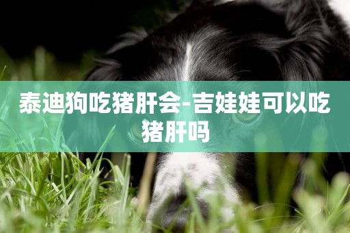 泰迪狗吃豬肝會-吉娃娃可以吃豬肝嗎