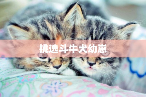 挑選斗牛犬幼崽