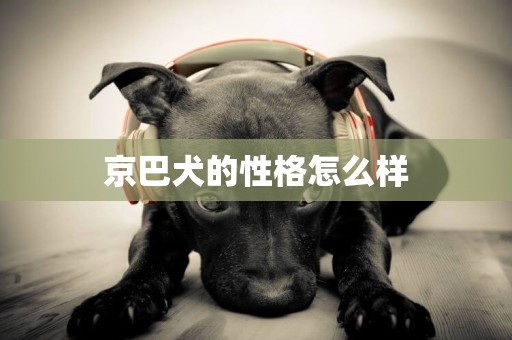 京巴犬的性格怎么樣