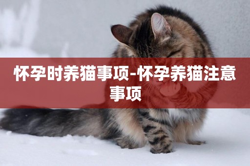 懷孕時養貓事項-懷孕養貓注意事項