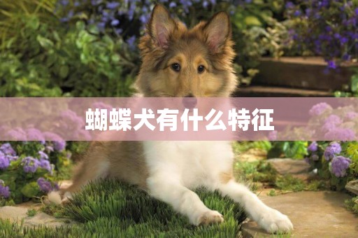 蝴蝶犬有什么特征