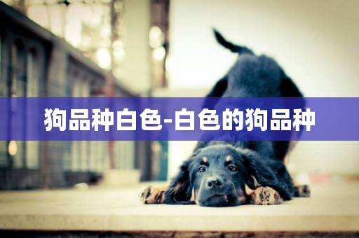狗品種白色-白色的狗品種
