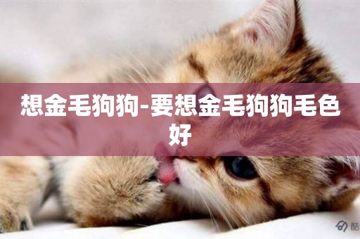 想金毛狗狗-要想金毛狗狗毛色好