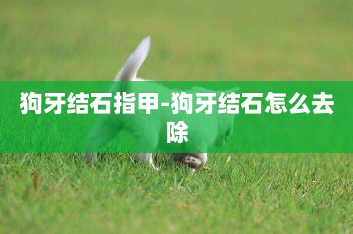 狗牙結石指甲-狗牙結石怎么去除