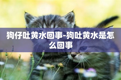 狗仔吐黃水回事-狗吐黃水是怎么回事