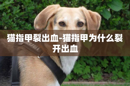 貓指甲裂出血-貓指甲為什么裂開出血