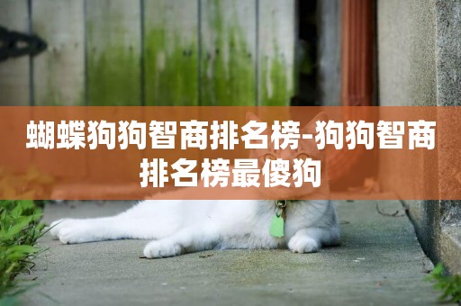 蝴蝶狗狗智商排名榜-狗狗智商排名榜最傻狗
