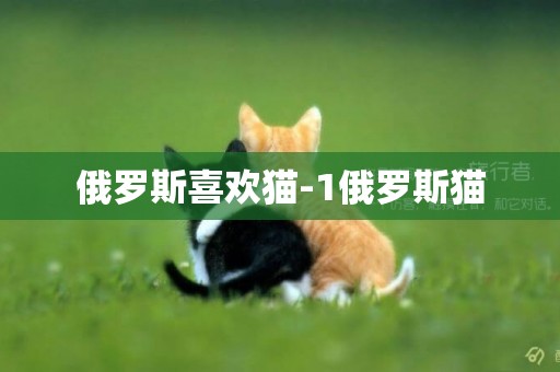 俄羅斯喜歡貓-1俄羅斯貓