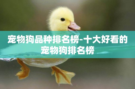寵物狗品種排名榜-十大好看的寵物狗排名榜