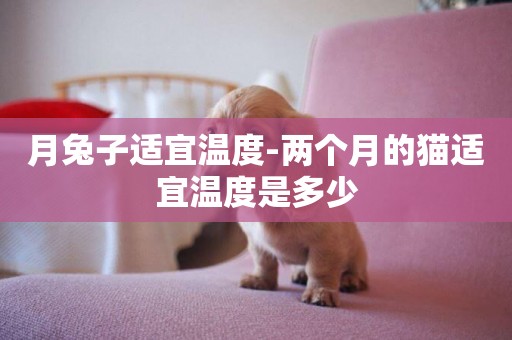 月兔子適宜溫度-兩個月的貓適宜溫度是多少