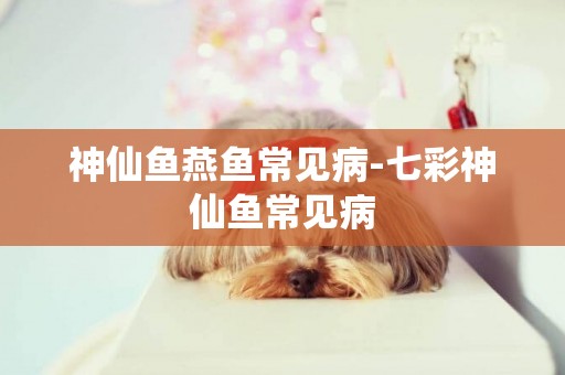 神仙魚燕魚常見病-七彩神仙魚常見病