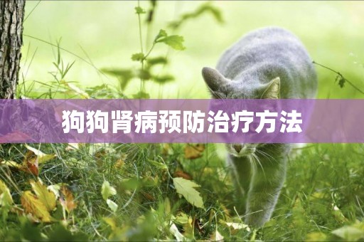 狗狗腎病預防治療方法