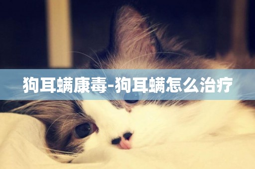 狗耳螨康毒-狗耳螨怎么治療